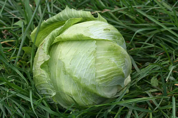 White cabbage-head on the grass