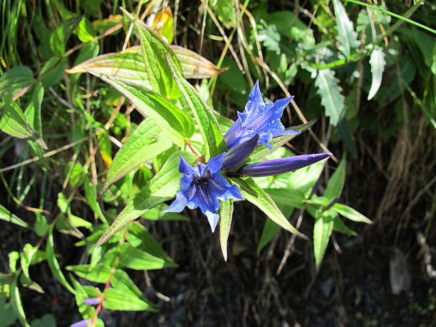 Gentian in Switzerland stock photo