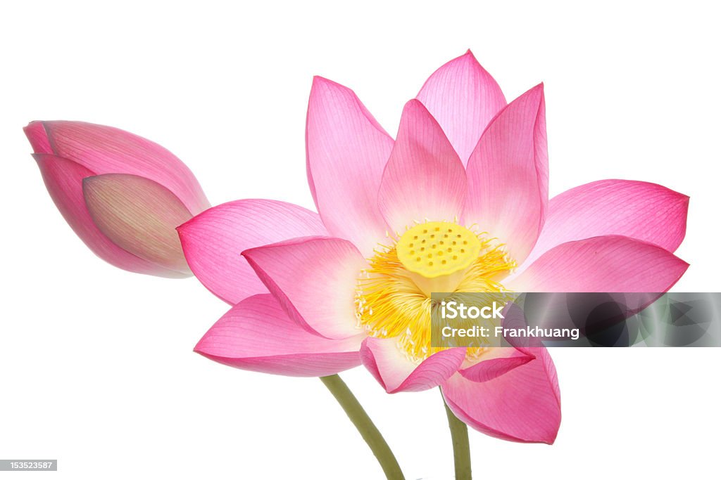 Des fleurs de Lotus sur fond blanc - Photo de Assis en tailleur libre de droits
