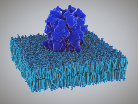 Acetylcholine receptors in the lipid layer of cell membrane.