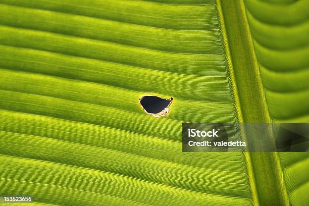 Foglia Di Banana Con Foro Passante - Fotografie stock e altre immagini di Astratto - Astratto, Banano, Colore verde