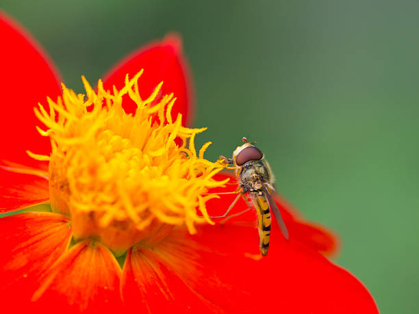 Hoverfly on red flower stock photo