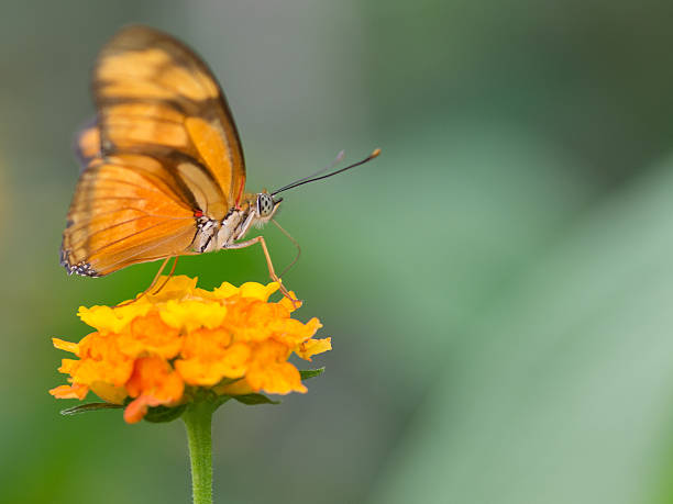 Julia Butterfly stock photo