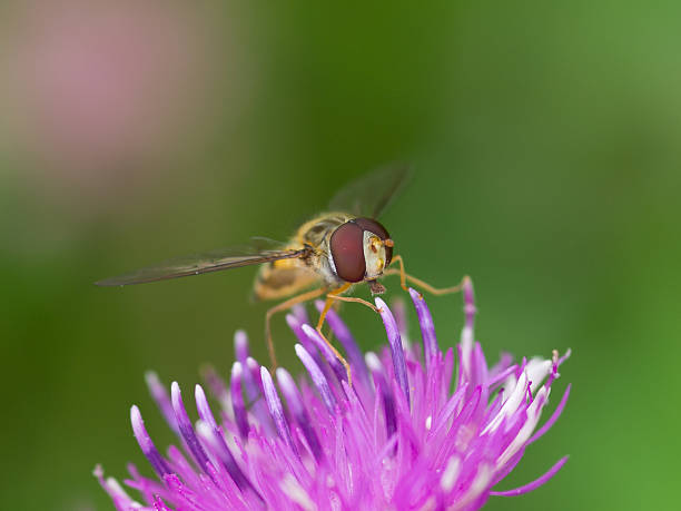 Hoverfly on thistle stock photo