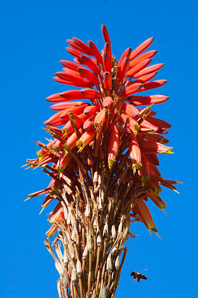istock Aloe Flower with flying bee 153524008