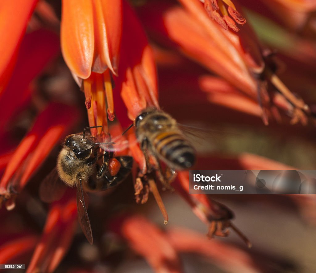 Dois abelhas em uma flor de aloe - Foto de stock de Abelha royalty-free