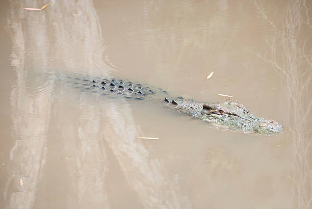 istock Crocodile In Swamp Waiting For Prey 153524340