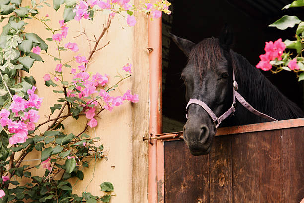 Cavalo em uma reunião com flores - foto de acervo