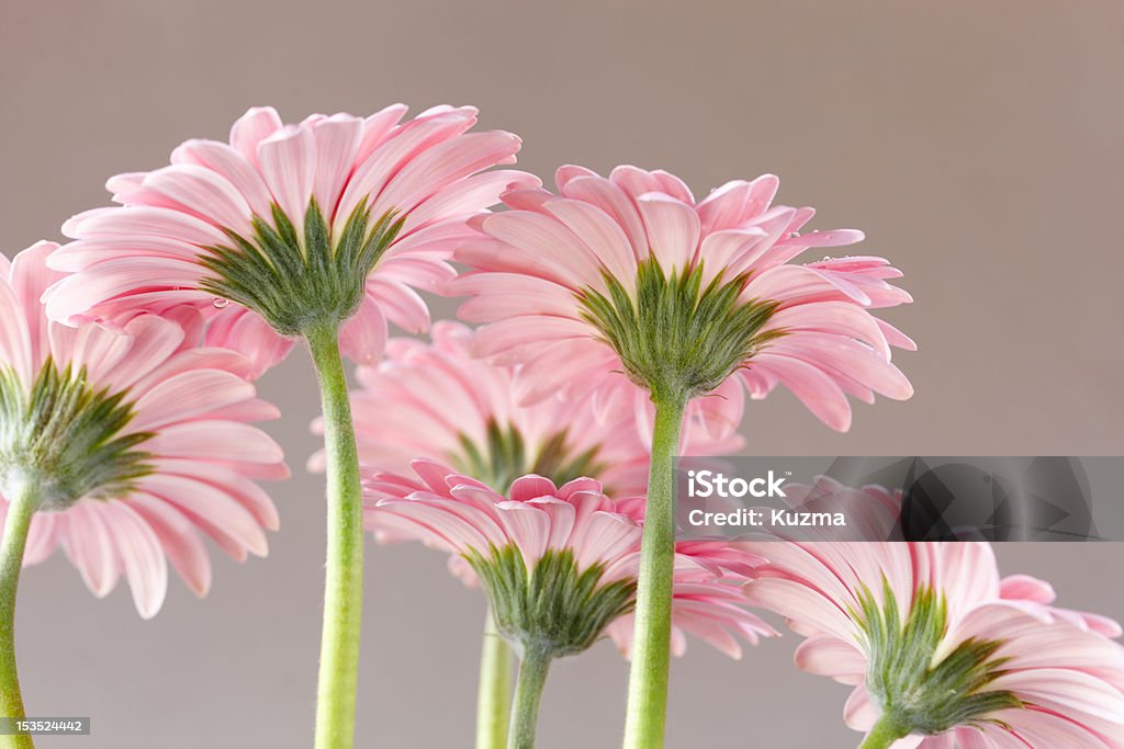 flowers some fresh pink flowers, selective focus Arrangement Stock Photo