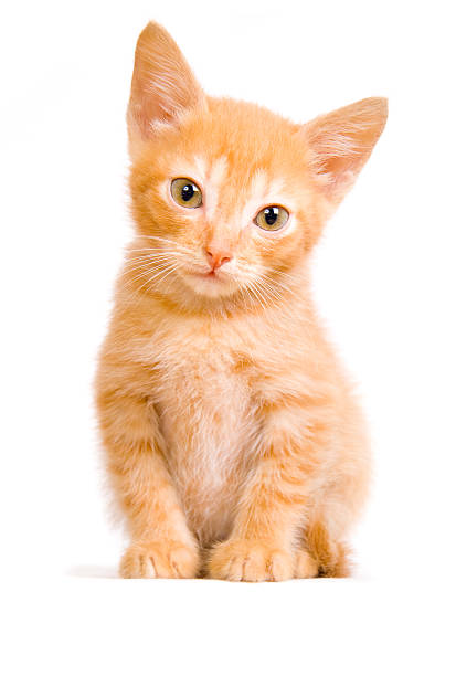 Kitten on a white background stock photo