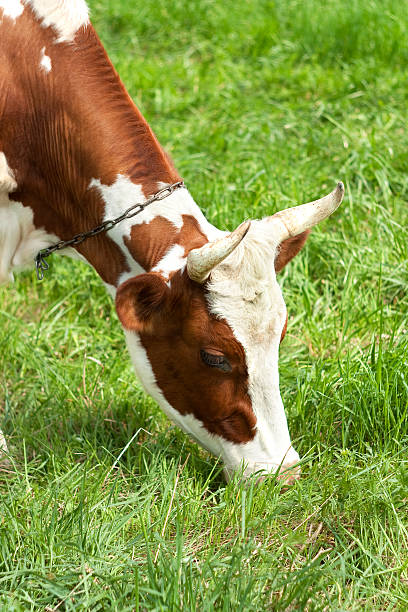 Cow In The Meadow stock photo