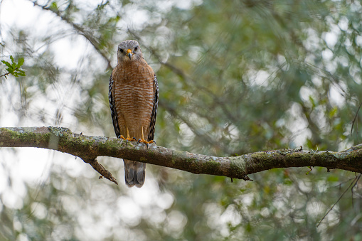 The red-shouldered hawk bird perching on a tree branch looking for prey to hunt in summer forest.