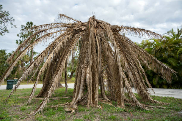 istock Dead palm tree with dry branches on Florida home backyard. Tree removal concept 1535250647