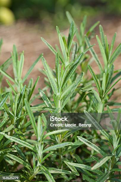 Sprigs Of Rosemary Stock Photo - Download Image Now - Close-up, Extreme Close-Up, Food