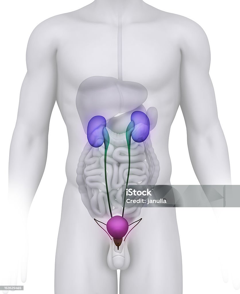 Male URINARY TRACT anatomy illustration on white Abdomen Stock Photo