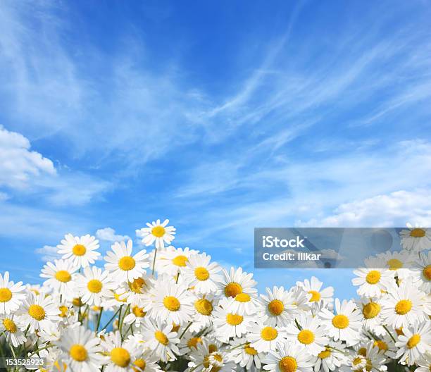 Photo libre de droit de Daisies banque d'images et plus d'images libres de droit de Solstice d'été - Solstice d'été, Anthémis, Arbre en fleurs