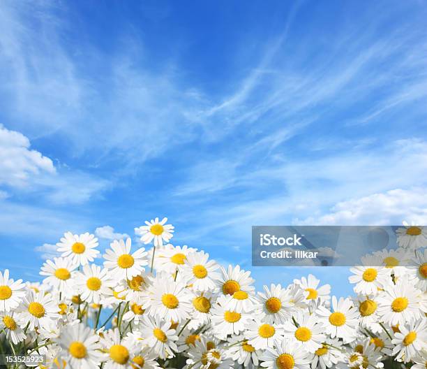 Daisies - Fotografie stock e altre immagini di Solstizio d'estate - Solstizio d'estate, Ambientazione esterna, Argyranthemum frutescens