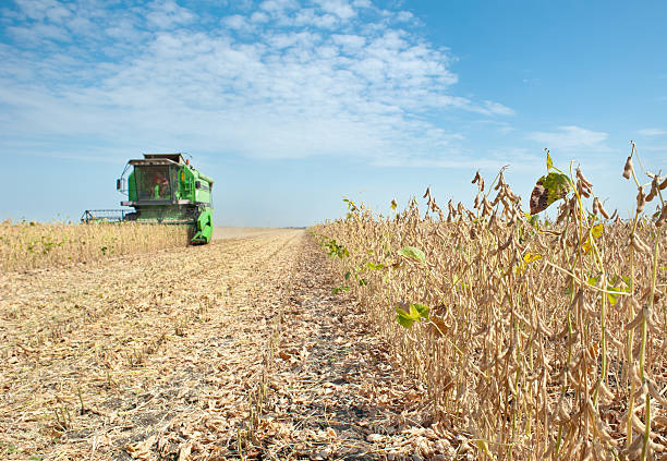 istock Combine harvesting soybeans 153526019