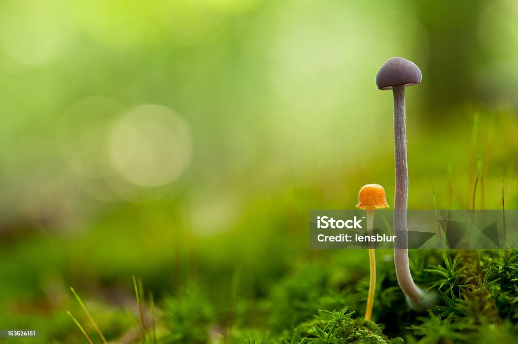 Dos pequeños hongos - Foto de stock de Detalle de primer plano libre de derechos