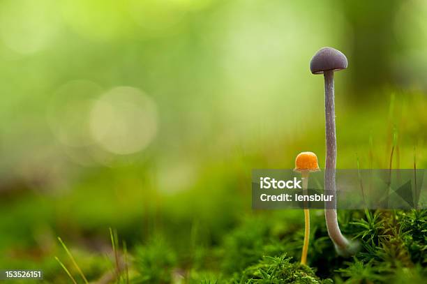 Dos Pequeños Hongos Foto de stock y más banco de imágenes de Detalle de primer plano - Detalle de primer plano, Enfoque diferencial, Foco - Técnica de imágenes