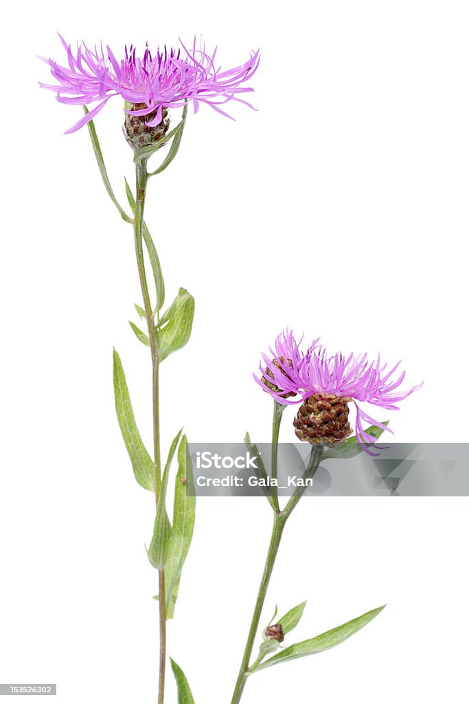 Cornflower (Centaurea scabiosa) Cornflower (Centaurea scabiosa) isolated on white background Beauty In Nature Stock Photo