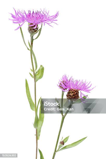 Cornflower Stock Photo - Download Image Now - Beauty In Nature, Blossom, Botany