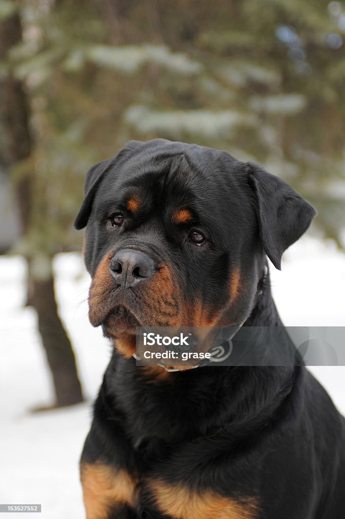 Rottweiler portrait Rottweiler portrait on winter scenery Black Color Stock Photo