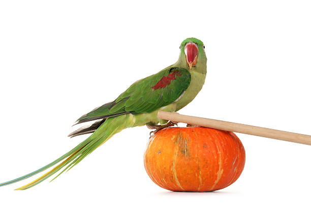 istock Big green ringed or Alexandrine parrot on white background 153527743