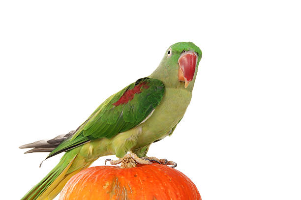 istock Big green ringed or Alexandrine parrot on white background 153527744