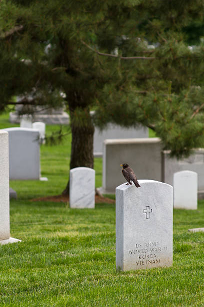 istock military cemetery respects 153527746