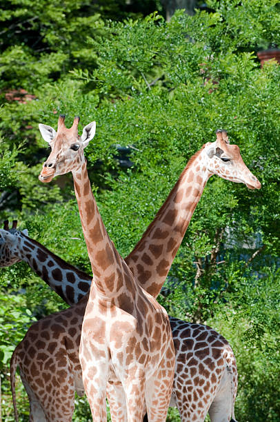 istock Family of giraffes 153527765