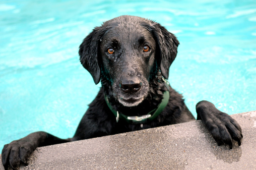 black labrador in a pool