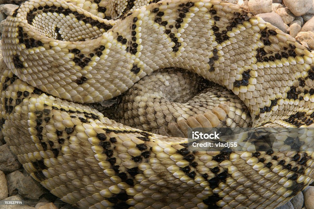 Python Snakes Courfle Closeup Shot Snake Python Curled Up In The Ring Stock Photo - Download ...