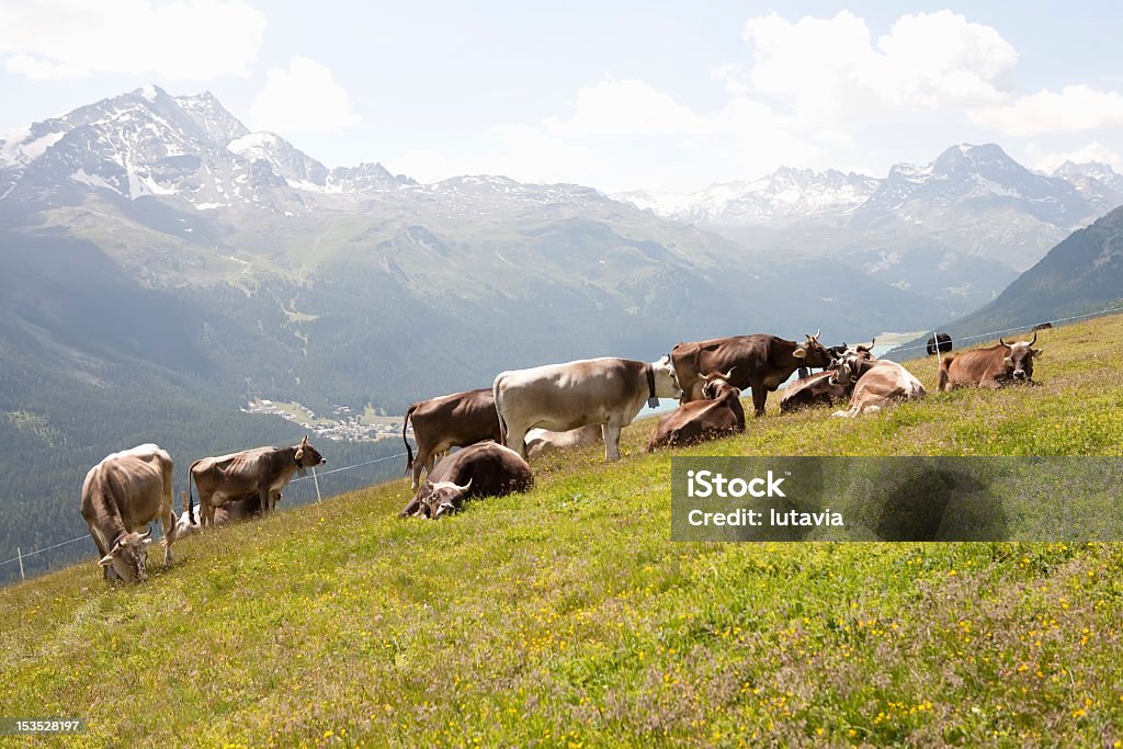 Vaca a las montañas en los alpes - Foto de stock de Agricultura libre de derechos