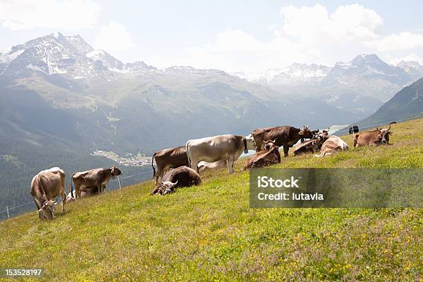 Vaca A Las Montañas En Los Alpes Foto de stock y más banco de imágenes de Agricultura - Agricultura, Aire libre, Alpes Europeos