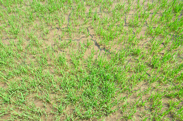 istock Rice sprout in the water field. 153528273