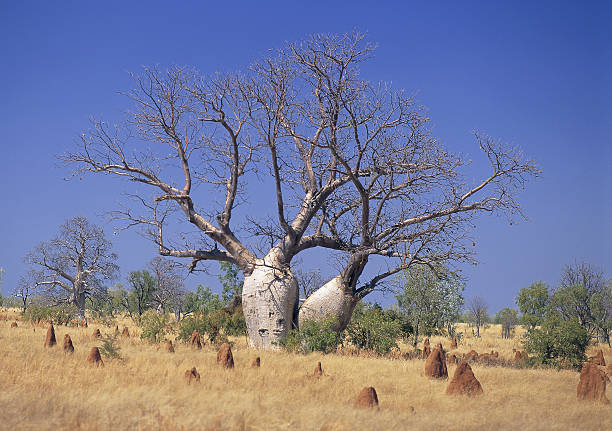 Boab trees Giant boab trees in the north west of Western Australia. termite mound stock pictures, royalty-free photos & images