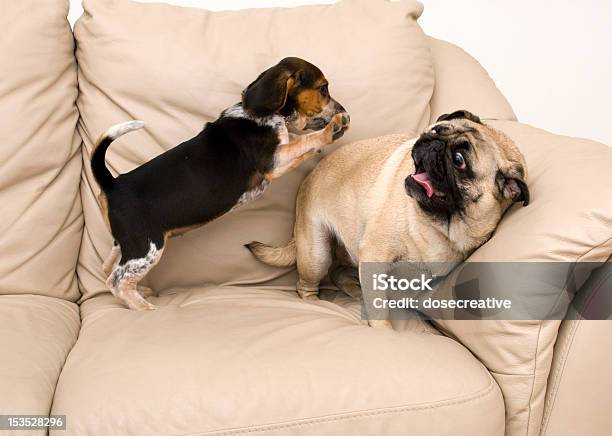Beagle Attacking Pug Stock Photo - Download Image Now - Aggression, Animals Attacking, Beagle