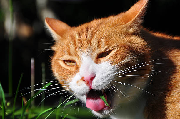 istock Orange cat eating green grass 153528356