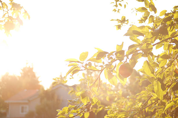 Apple tree with sun flare stock photo