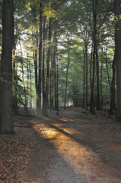 istock Forest in the morning sun 153528422