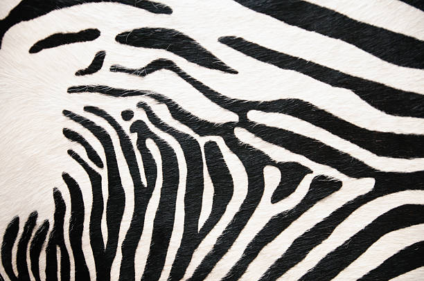 die textur der haut zebra - black white macro high contrast stock-fotos und bilder