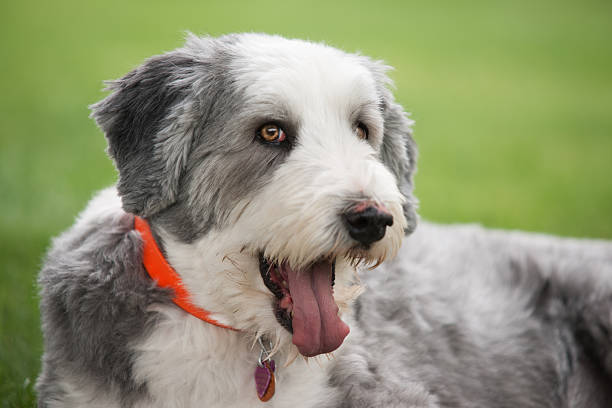 Collie barbudo Cão a Olhar Brincalhão - fotografia de stock