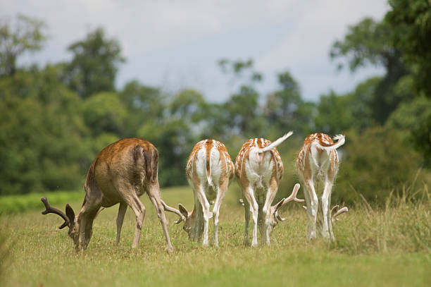 Quatro Gamo Pastar - fotografia de stock