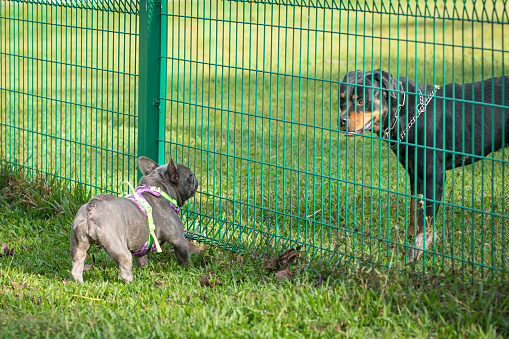 Two dogs, Rottweiler and French Bull facing each other. Dog socialization concept.