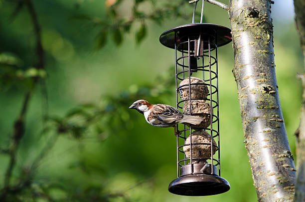 Common Sparrow Feeding stock photo