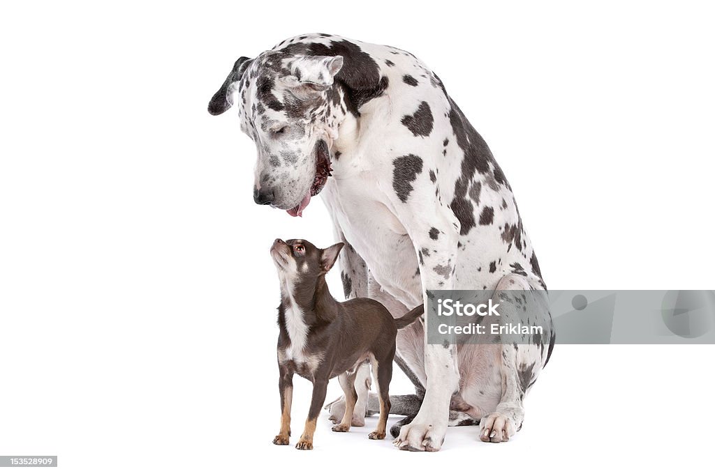 Great Dane HARLEQUIN and a chihuahua Great Dane HARLEQUIN and a chihuahua in front of a white background Dog Stock Photo