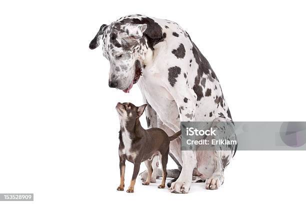 Foto de Cão Dinamarquês Arlequim E Um Chihuahua e mais fotos de stock de Cão - Cão, Grande, Pequeno