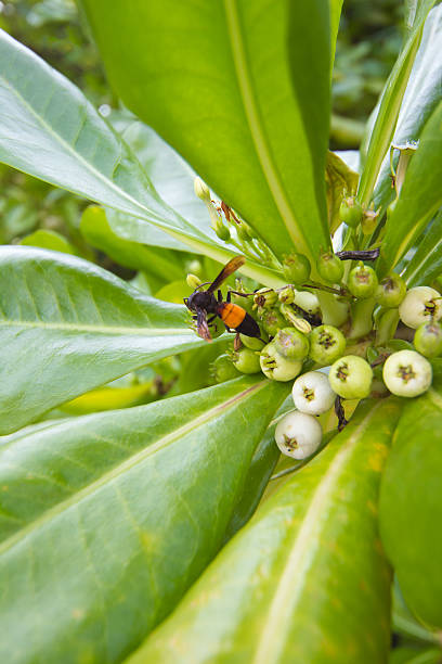 Tropical wasp stock photo