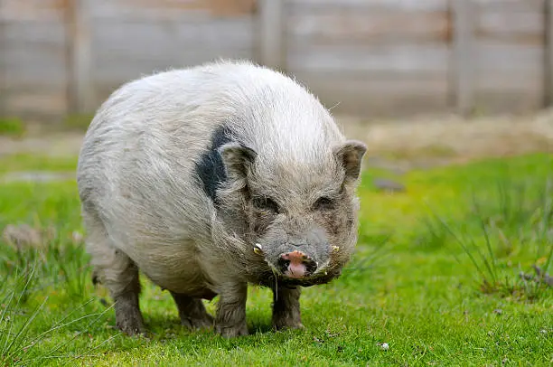 Miniature pig (sus) on grass view of front